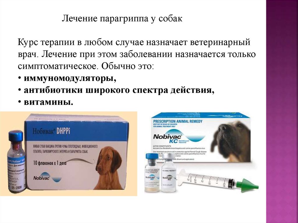 Простатит у собак лечение. Парагрипп аденовирусная инфекция у собак. Вирус парагриппа у собак. Парагрипп прививка для собак.