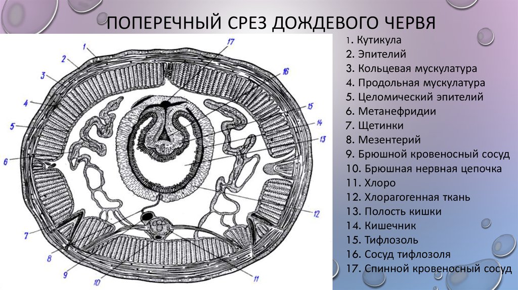 Поперечный срез червя