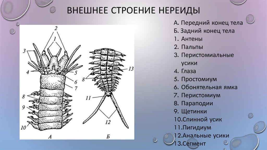 Передний и задний конец червя. Многощетинковые черви параподии. Нереиды черви строение. Многощетинковый червь нереис строение. Передний отдел тела параподия Нереиды.