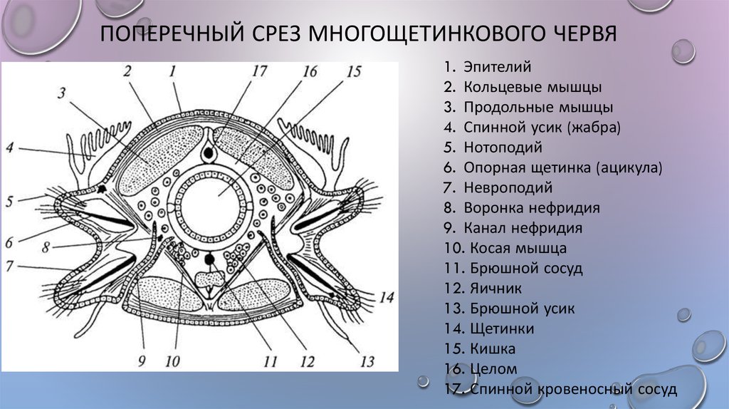 Внешнее строение многощетинковых червей