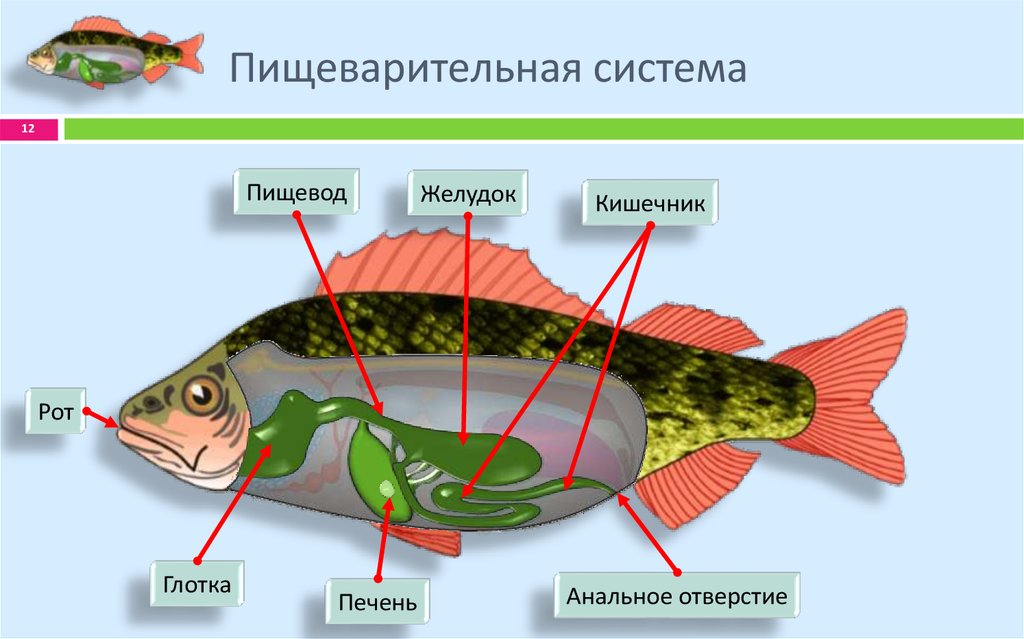 Какие системы органов у рыб. Пищеварительная система окуня. Строение пищеварительной системы рыб. Строение пищеварительной системы окуня. Пищеварительнаяистема окуня.
