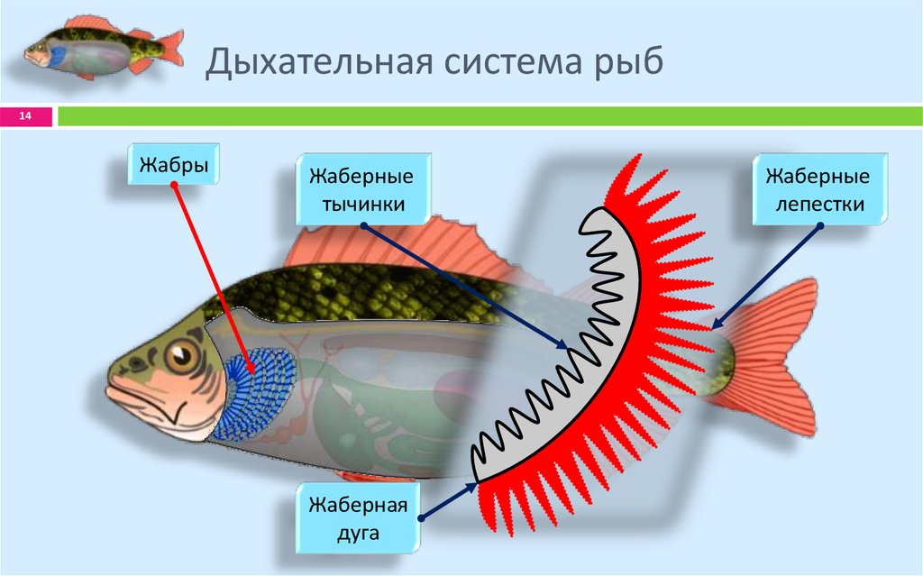 Рыба дышащая легкими. Дыхателбнаясистема рыб схема. Схема дыхания костных рыб. Органы дыхательной системы у рыб. Дыхательная система система у рыб строение.
