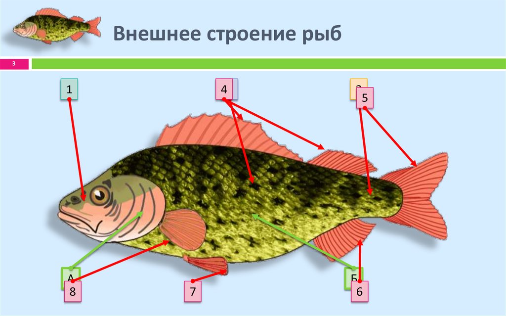 Строение рыбы тест