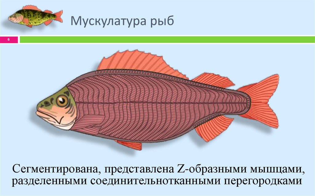 Основные функции рыбы. Схема мышечной системы у рыб. Мышцы рыбы строение. Строение мышечной системы рыб. Мышечная система речного окуня.