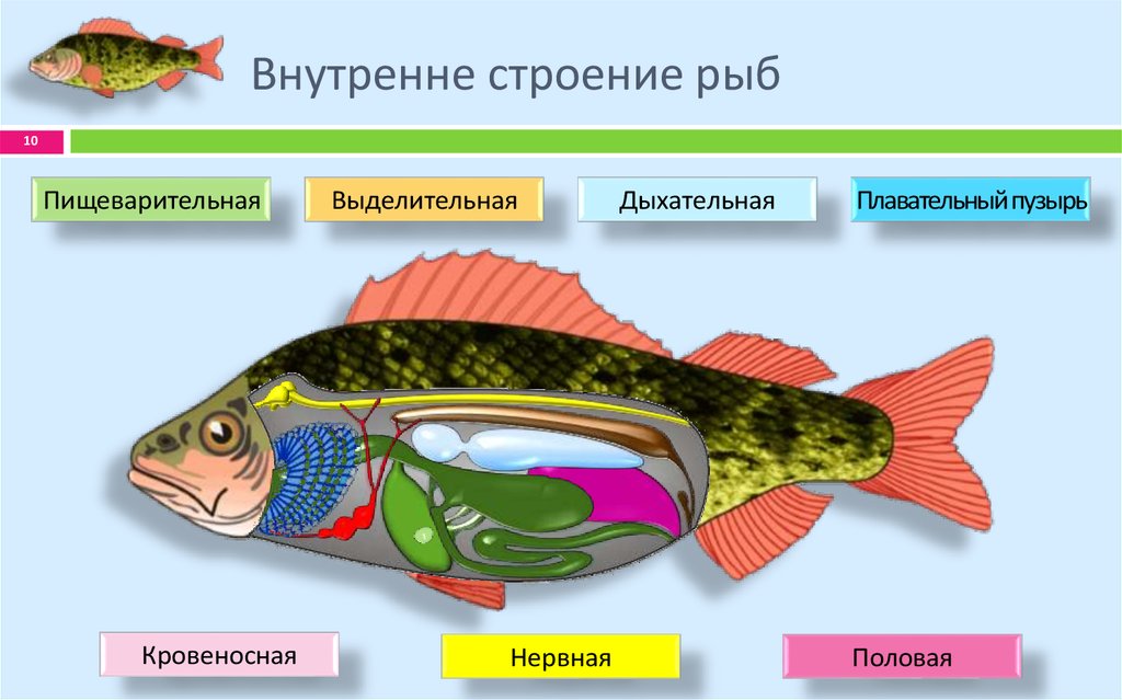 Жизнедеятельность рыб 7 класс. Внутреннее строение рыбы 7 класс биология. Внутреннее строение рыбы 7 класс. Строение рыбы 7 класс биология. Системы органов рыб.