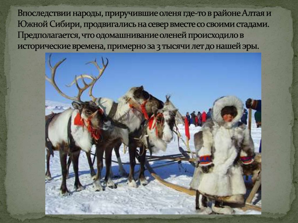 Впоследствии народы, приручившие оленя где-то в районе Алтая и Южной Сибири, продвигались на север вместе со своими стадами.