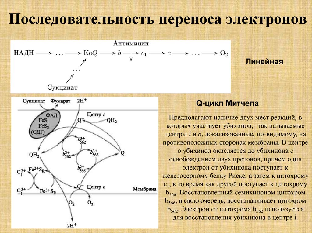 Перенос электрона. Перенос электронов. Последовательность электронов. С цитохрома с перенос электронов. Процесс перемещения электрона.