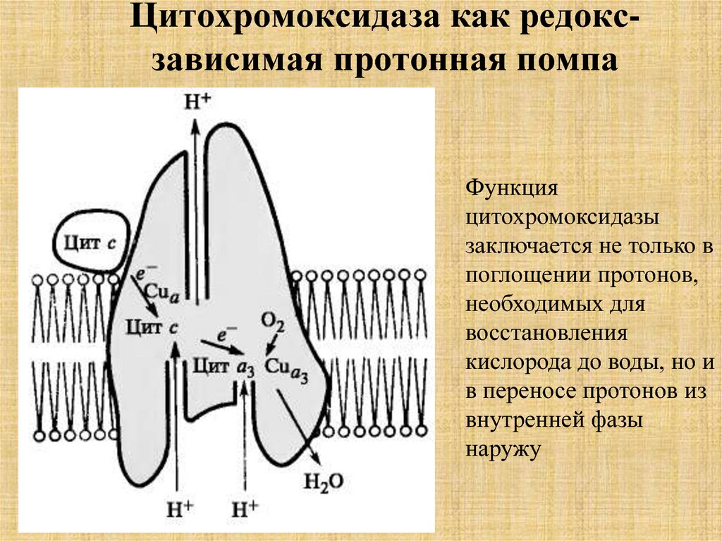 Цитохромоксидаза схема строения