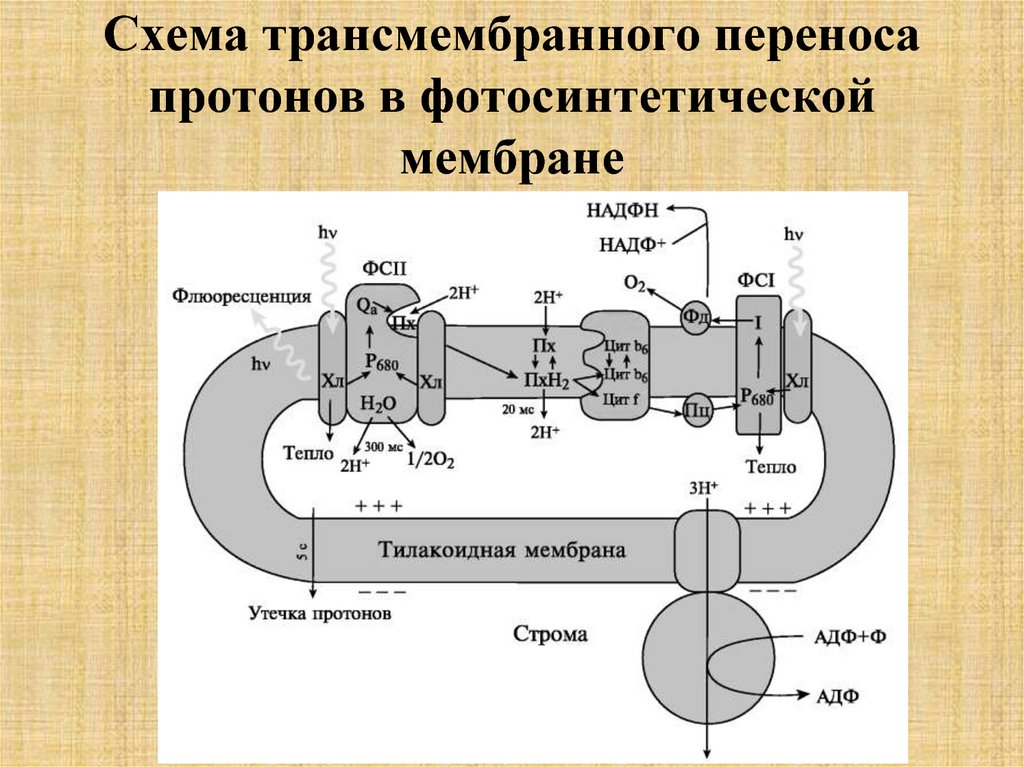 Схема трансмембранного переноса протонов в фотосинтетической мембране