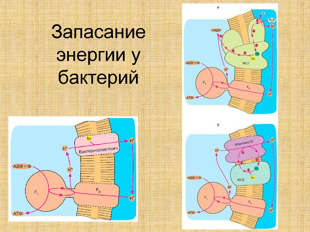 Запасание энергии у бактерий