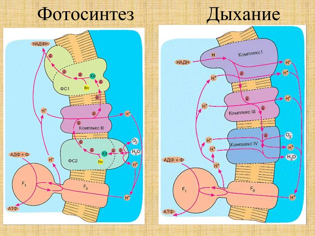 Фотосинтез Дыхание