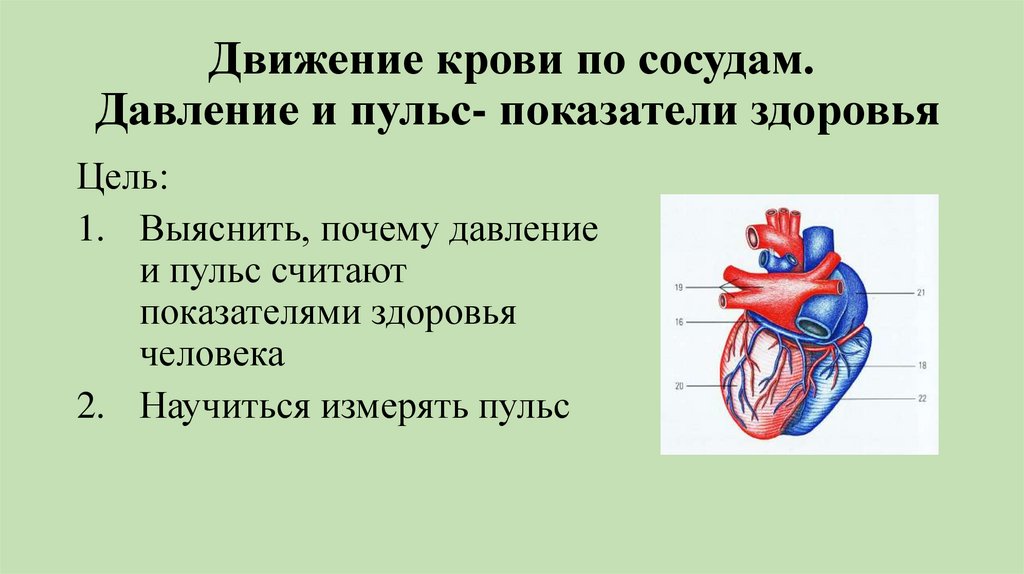 Причиной движения крови является. Движение крови по артериям. Движение крови по сосудам давление. Движение крови по сосудам пульс. Механизм движения крови по сосудам.