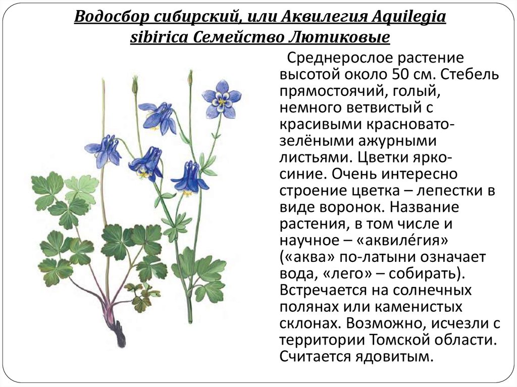 Лютиковые семейство фото с названиями представители