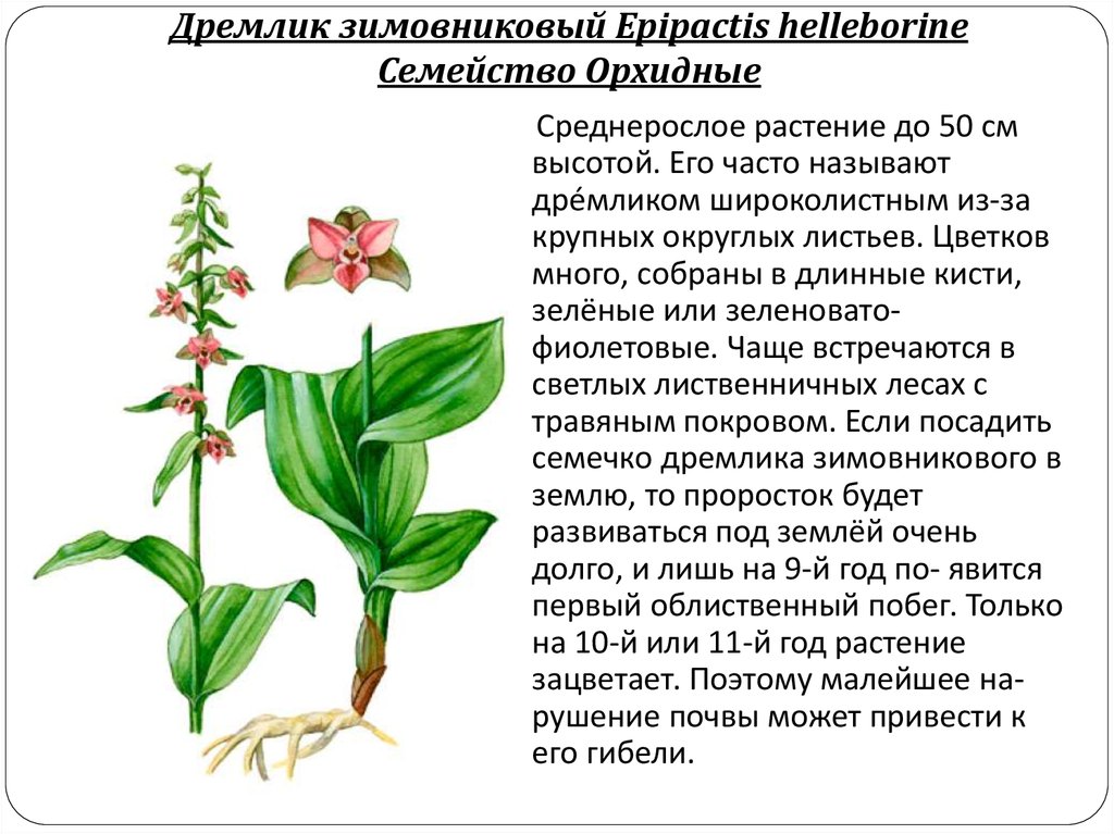 Семейство орхидные презентация