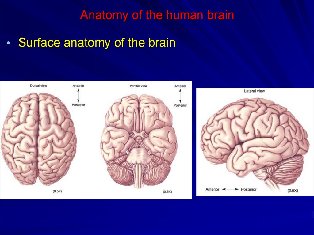 Anatomy of the human brain