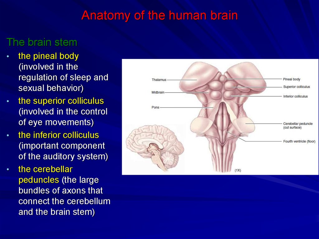 Brain Stem Ppt Video Online Download