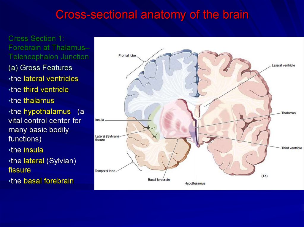 Anatomy of the human brain - презентация онлайн
