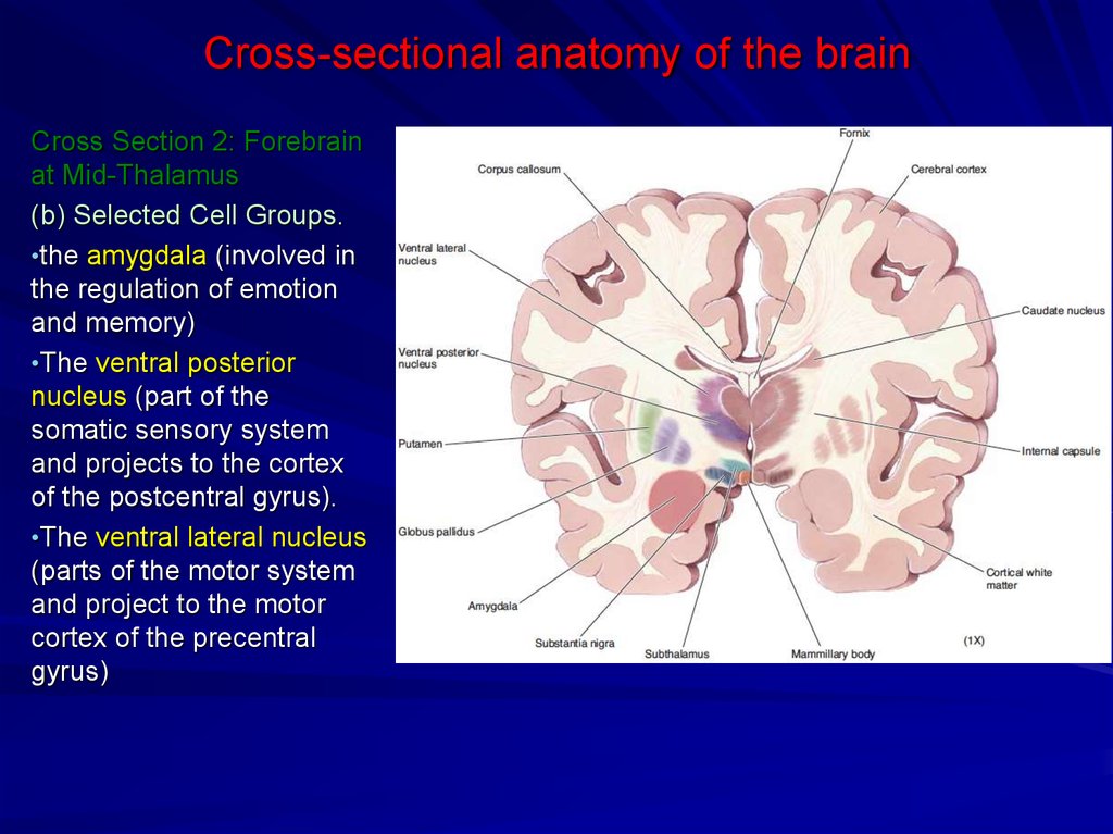 Cross-sectional anatomy of the brain