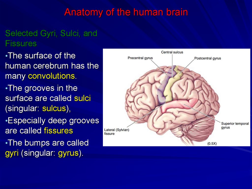 Anatomy of the human brain - презентация онлайн