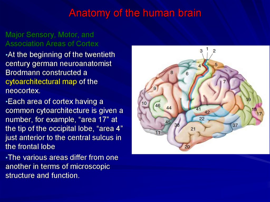 Brain name. Мозг тема для презентации. Мозг доклад анатомия. Головной мозг для презентации шаблоны. Рамка для презентации мозг и речь.