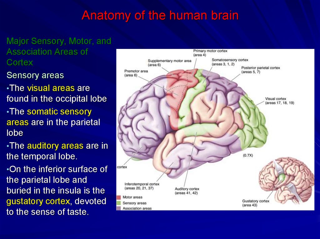 Anatomy of the human brain