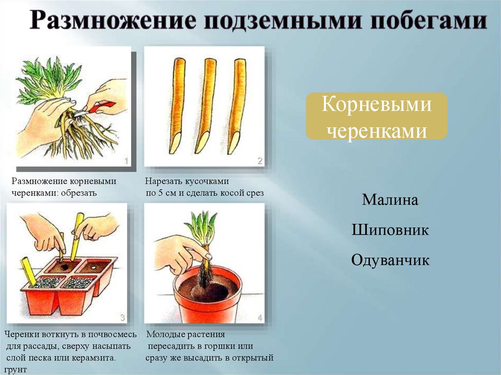 Презентация по биологии 6 класс способы размножения растений пасечник