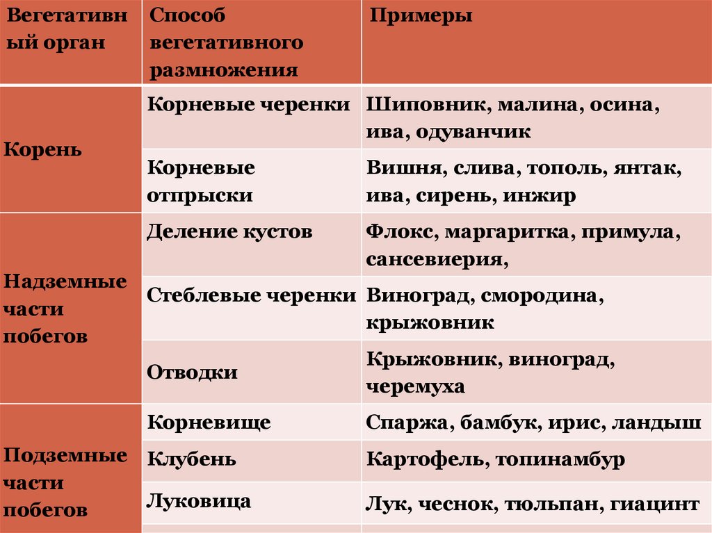 Способ вегетативного размножения картофеля. Способ вегетативного размножения рябины. Чеснок способ вегетативного размножения. Тюльпан способ вегетативного размножения.