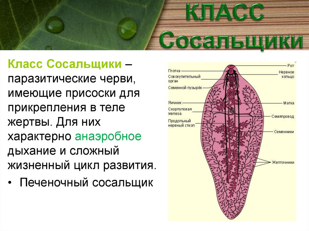 Тип плоские черви печеночный сосальщик