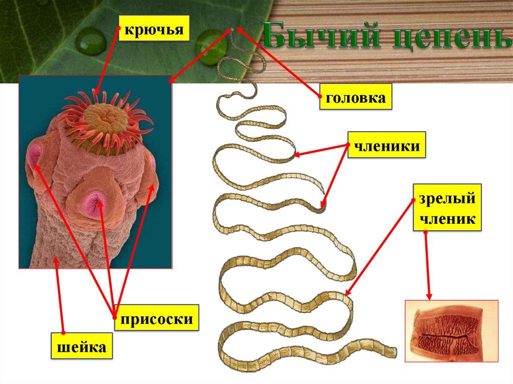 Бычий цепень плоский червь. Скелет плоских червей. Органы передвижения плоских червей.