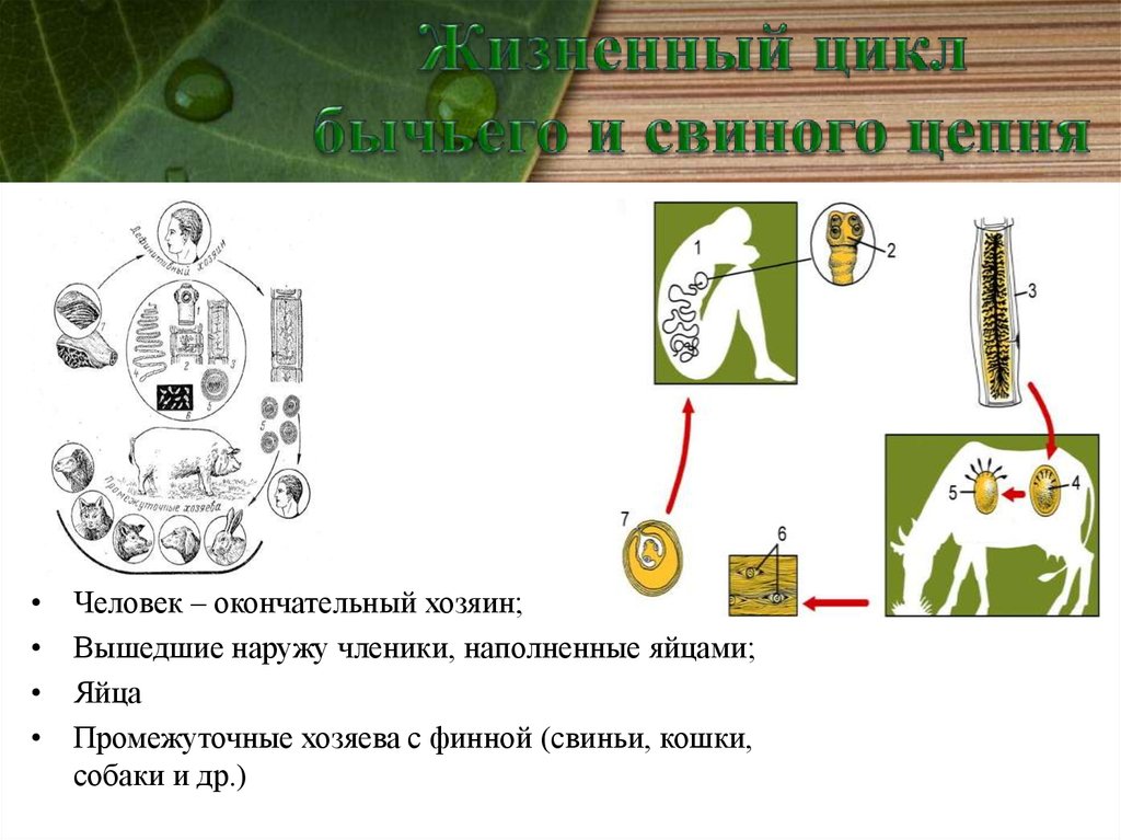 Карликовый цепень промежуточный хозяин