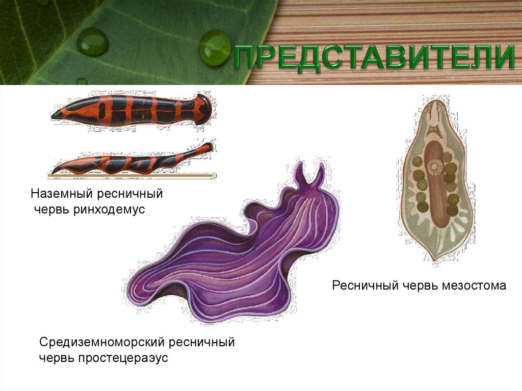 Класс ресничные черви презентация