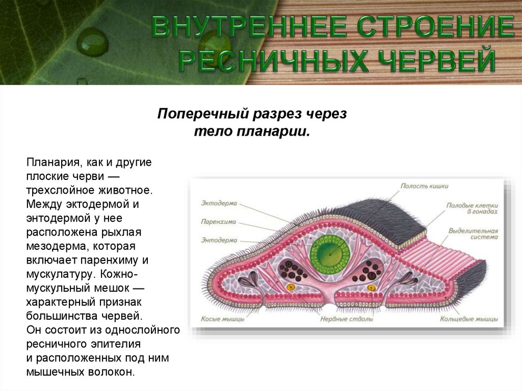 Тело плоских червей заполнено