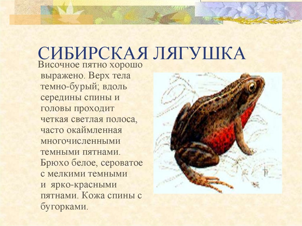 Красная книга сибири проект