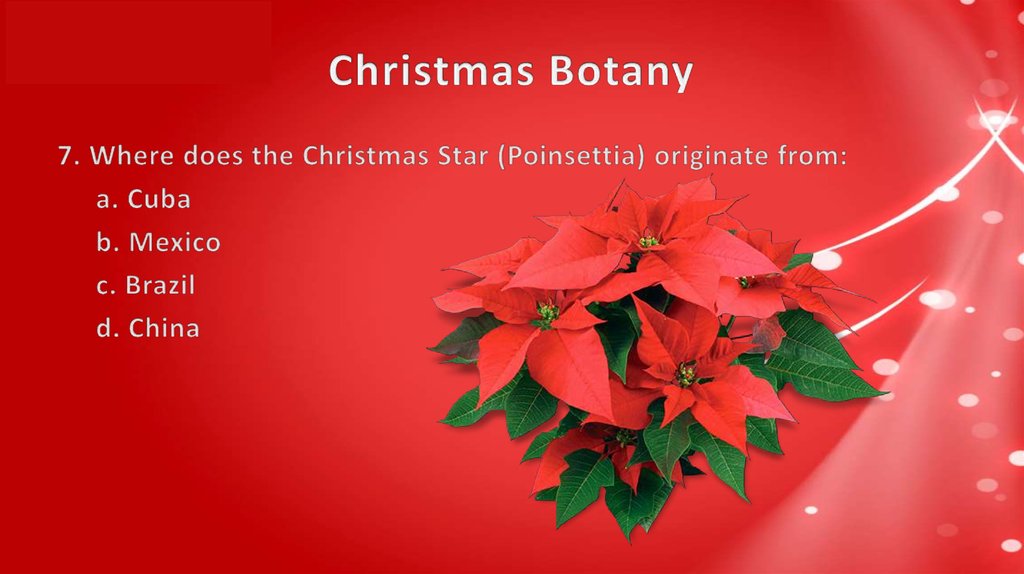 Christmas Botany