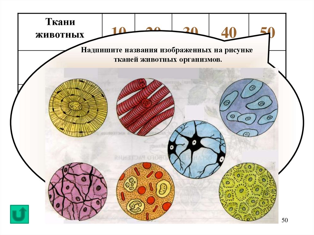 Клетки тканей организма. Ткани животных. Животные ткани. Живые ткани. Типы тканей животных.