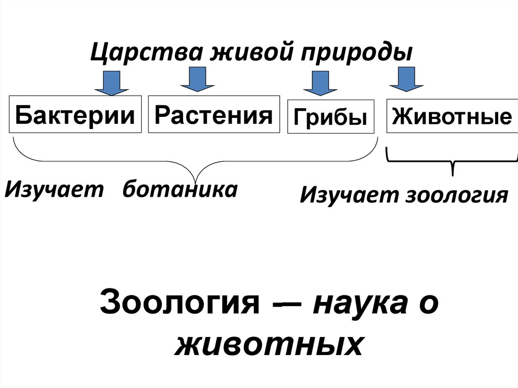 6 класс царства живой природы презентация