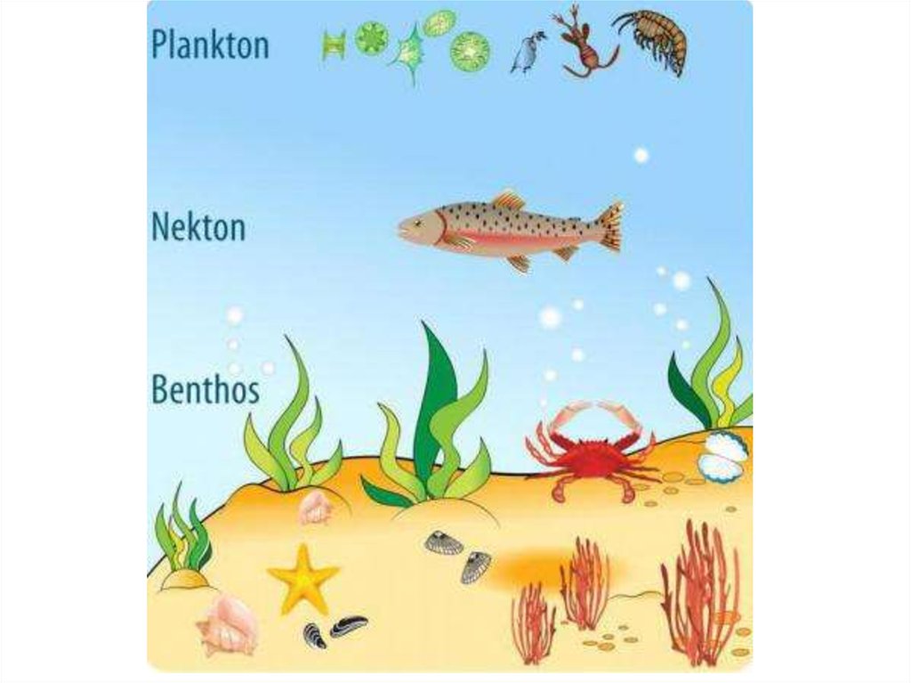 Определите какие организмы живут в аквариуме. Бентос Планкитон Пентон. Планктон Нектон бентос. Планктон Нектон бентос водной среде обитания. Планктон Нектон бентос рисунок.