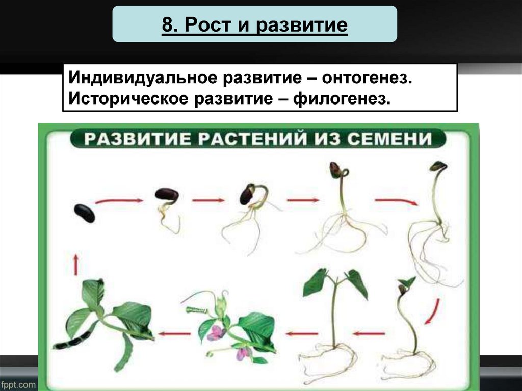 Этапы роста и развития растения