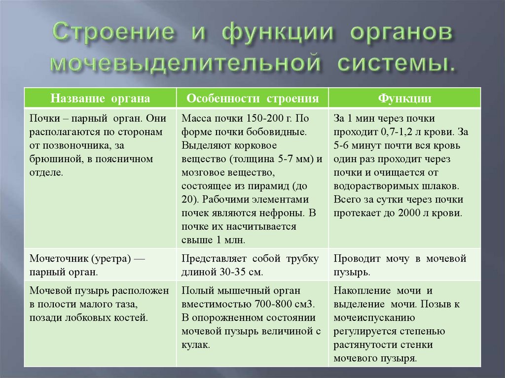 Биология 8 класс строение и функции почек презентация