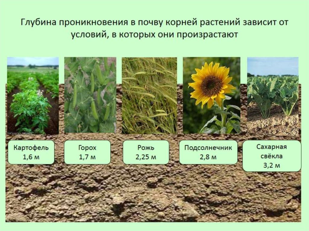 Глубина проникновения в почву корней растений зависит от условий, в которых они произрастают