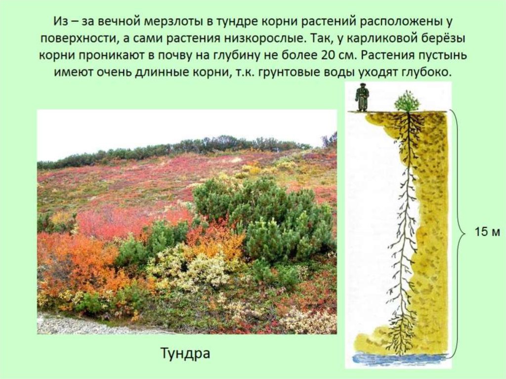 Из – за вечной мерзлоты в тундре корни растений расположены у поверхности, а сами растения низкорослые. Так, у карликовой