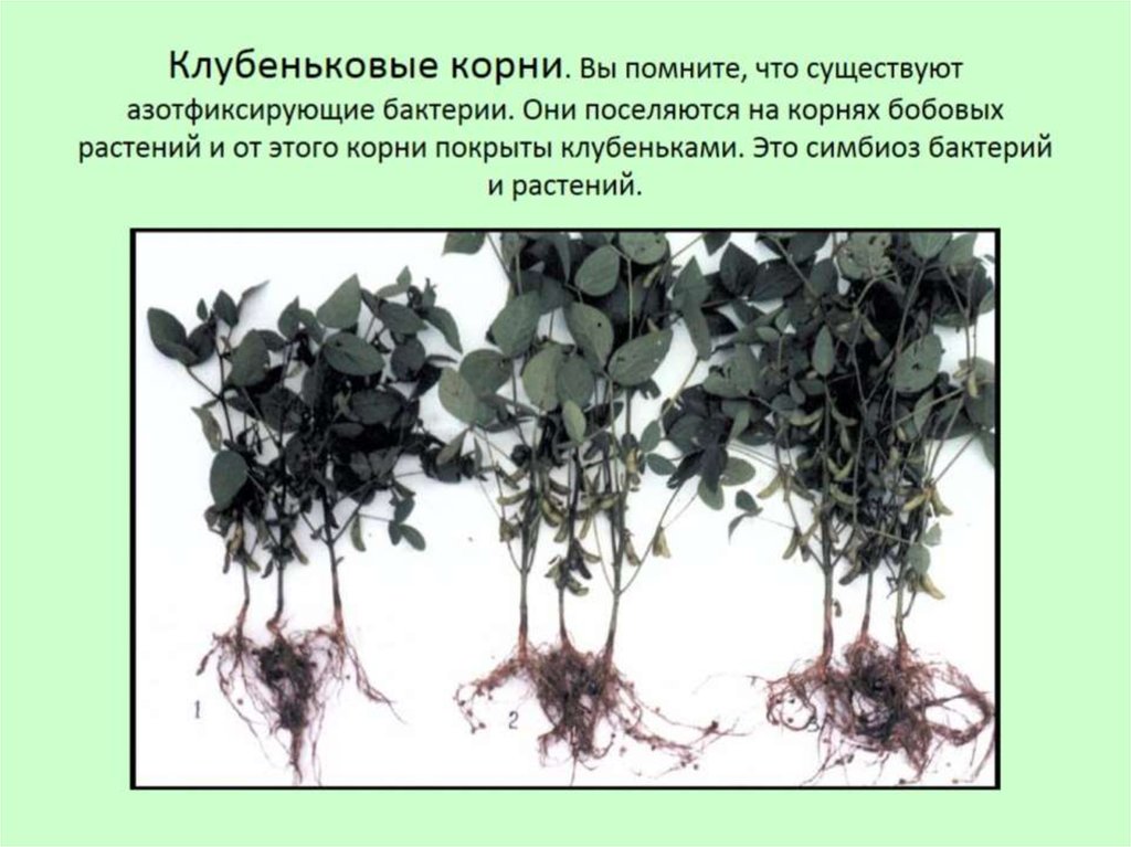 Клубеньковые корни. Вы помните, что существуют азотфиксирующие бактерии. Они поселяются на корнях бобовых растений и от этого