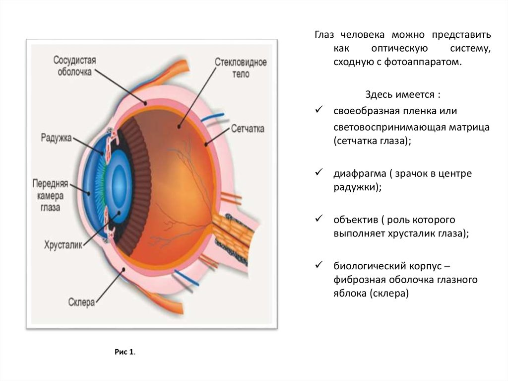 Егэ глаз задания. Глаз человека строение анатомия и физиология. Зрение строение глаза. Строение глаза физиология. Строение глазного органа.