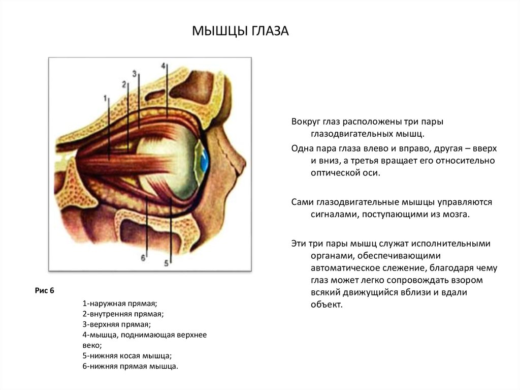 Мышцы глаза. Глазодвигательные мышцы глаза функции. Латеральная прямая мышца глаза иннервируется. Косая мышца глаза.