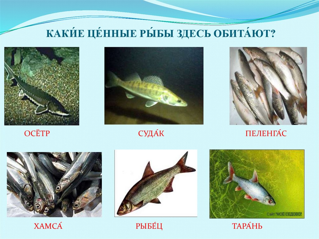 КАКИ́Е ЦЕ́ННЫЕ РЫ́БЫ ЗДЕСЬ ОБИТА́ЮТ?