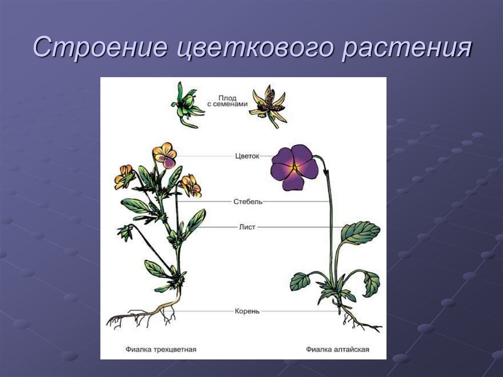 Назовите органов цветковых растений