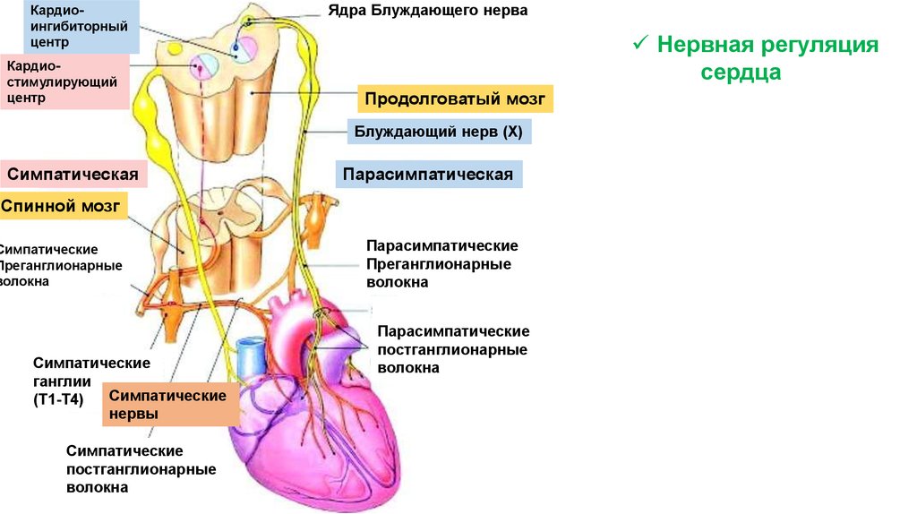 Сердечный центр в продолговатом мозге. Блуждающий нерв иннервация сердца схема. Нервный механизм регуляции сердца. Симпатические нервы сердца. Симпатическая регуляция сердца.