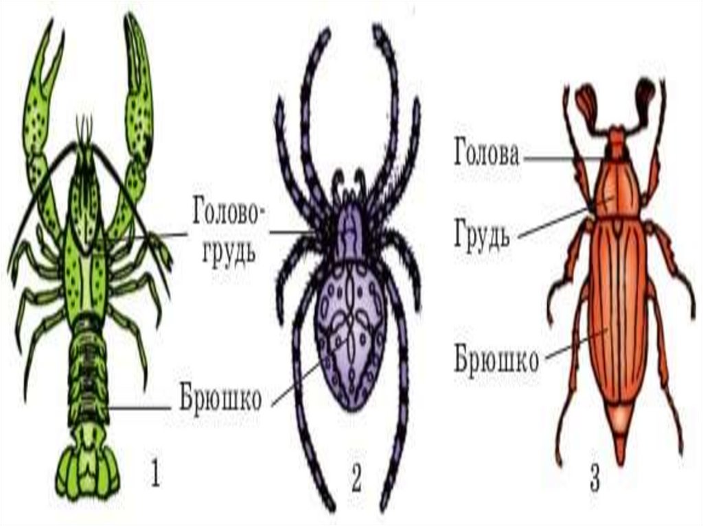 Классификация членистоногих