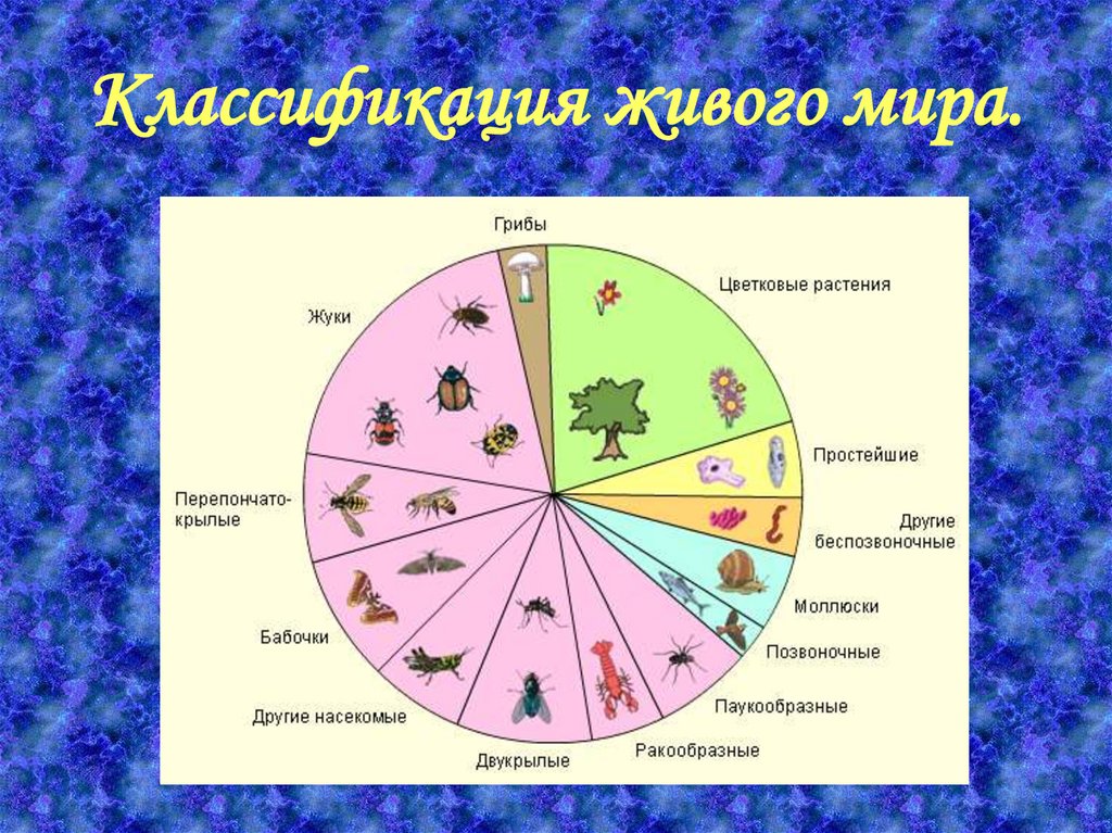 Диаграмма видов животных на земле