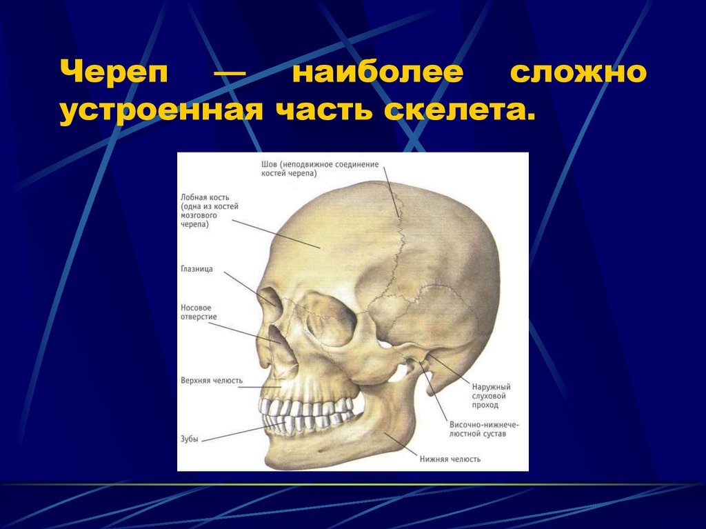 Назови кости черепа. Строение черепа человека. Строение черепа кости. Название костей черепа. Скелет головы череп.